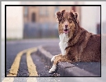 Chodnik, Owczarek australijski, Australian shepherd, Ulica